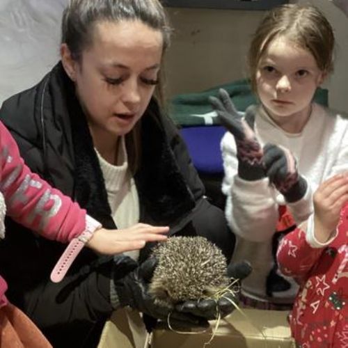 Vinnie the Hedgehog