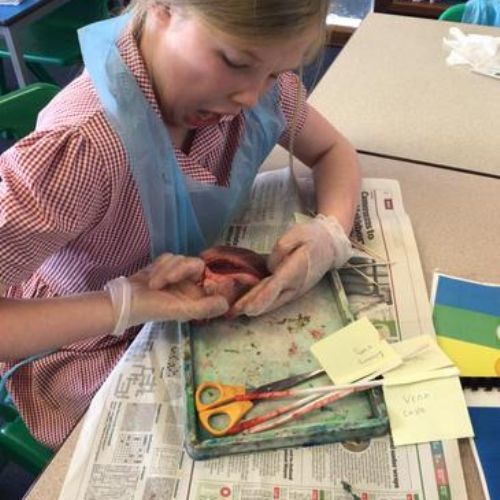 Year 5 and 6 dissected hearts as part of their learning about the circulatory system.