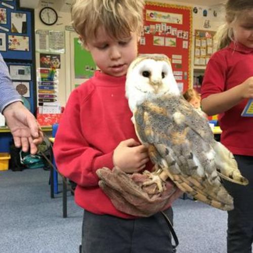 We were lucky enough to see and hold two barn owls and learn about conservation and habitat