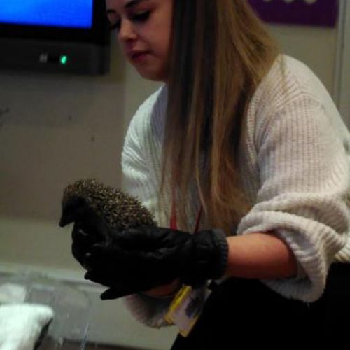 Compassion - Our Hedgehog Assembly